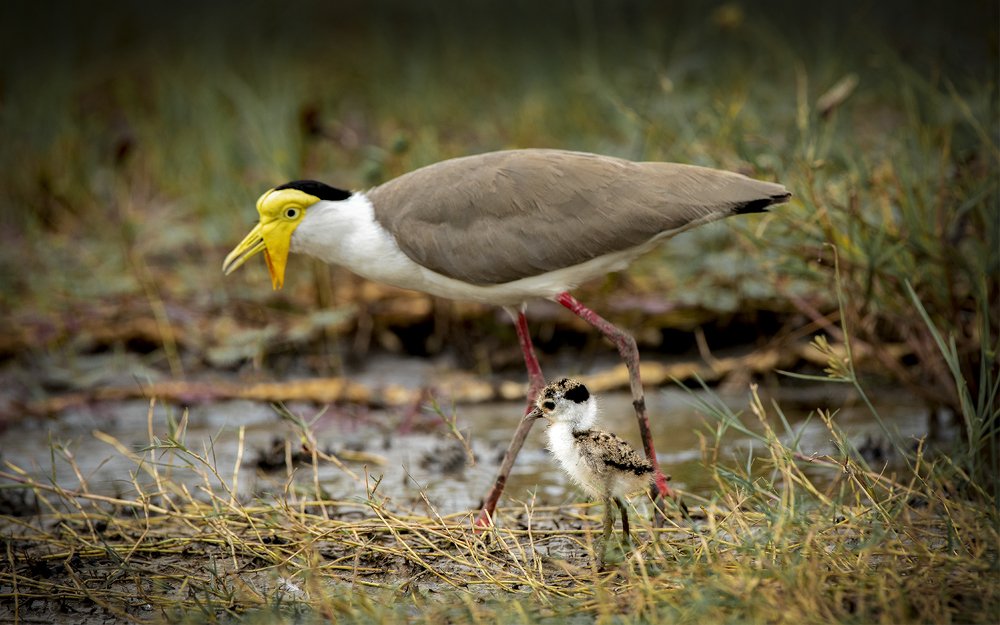 Photograph by Jovian Koh