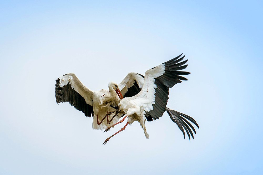 Фотография автора Viaceslavas Bazykas