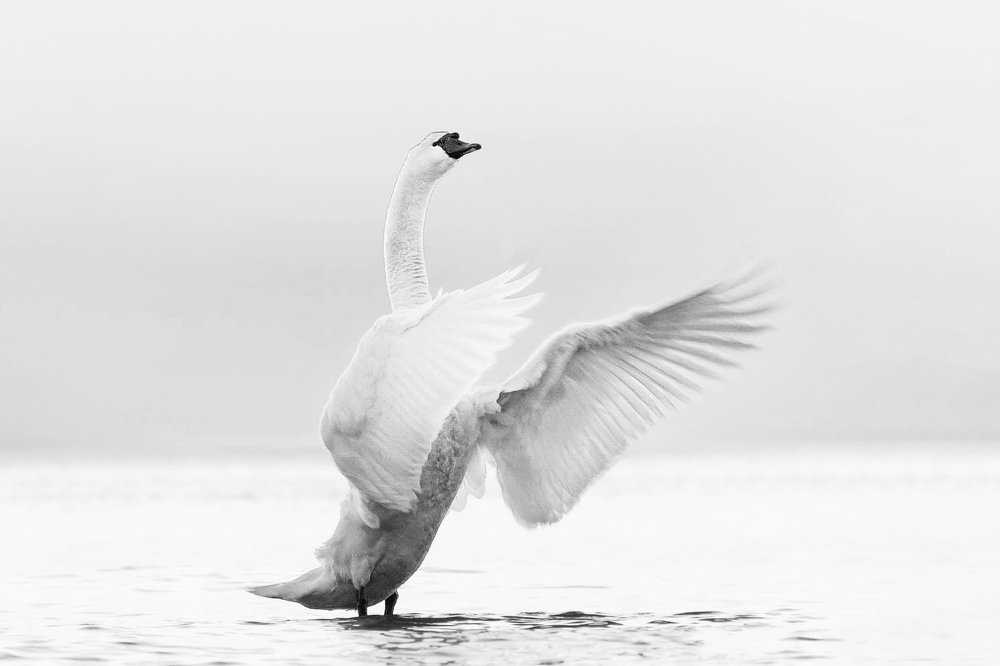 Фотография автора Viaceslavas Bazykas