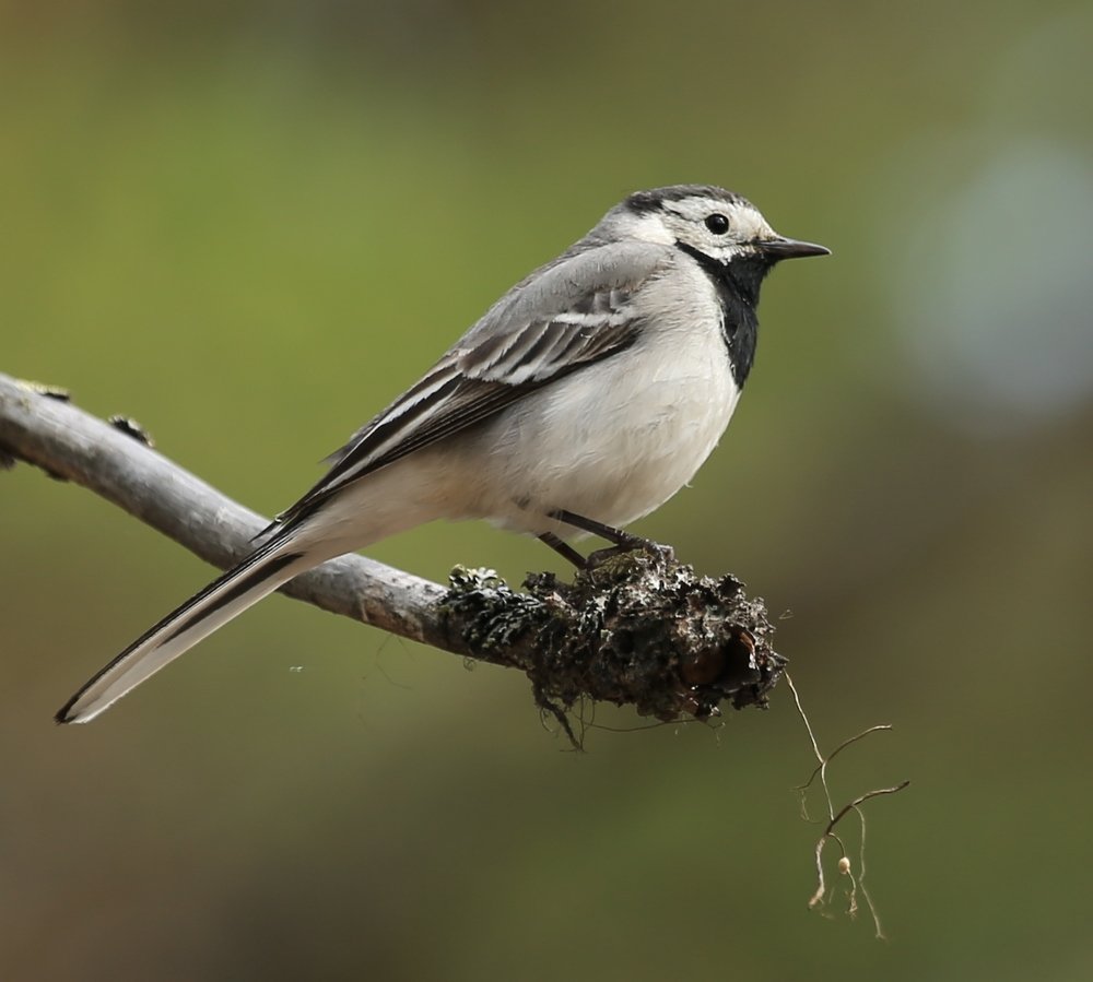 Фотография автора Юрий Кетель
