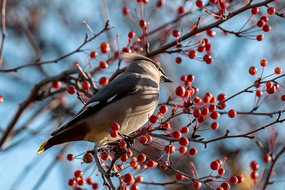 Photograph by Ирина Кооль
