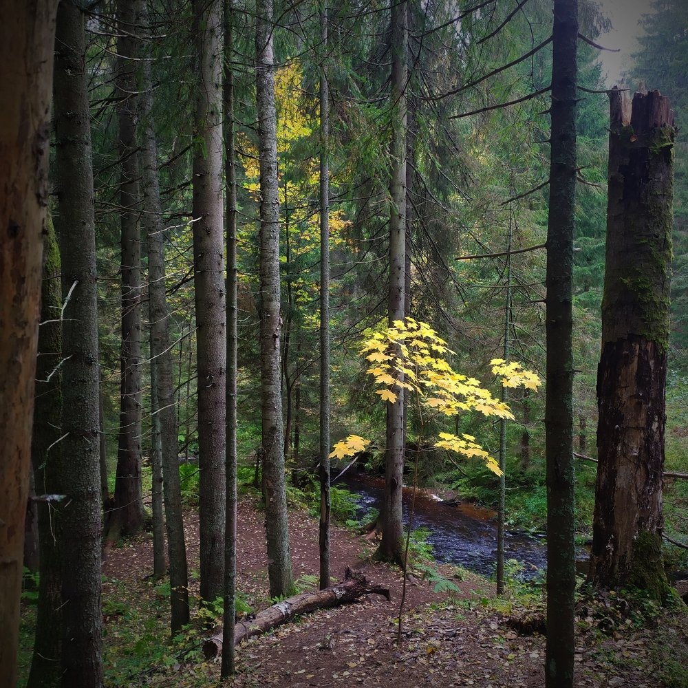 Photograph by Елена Павлова