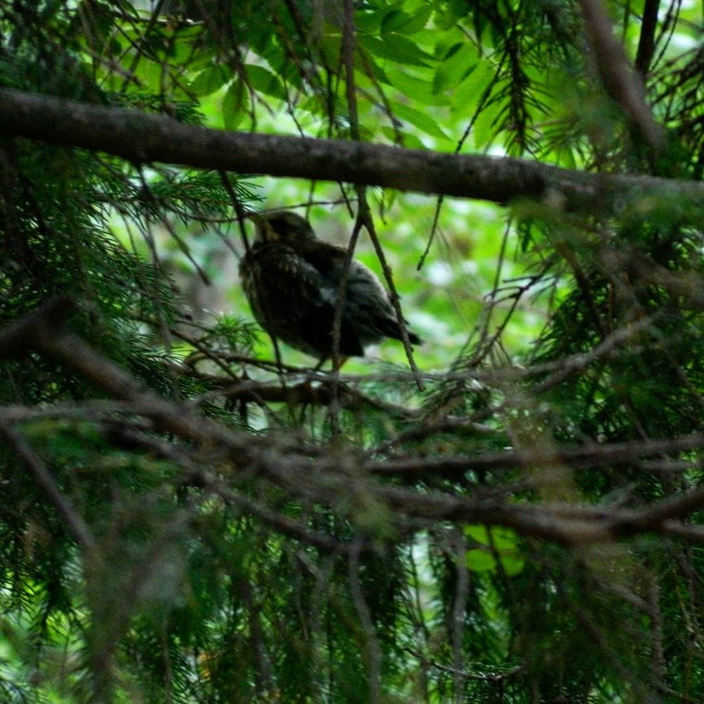 Photograph by Снежана Шепель