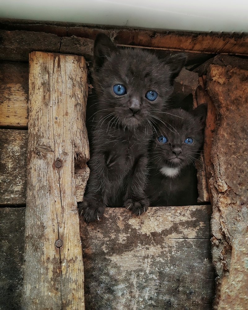 Kittens in a hut
