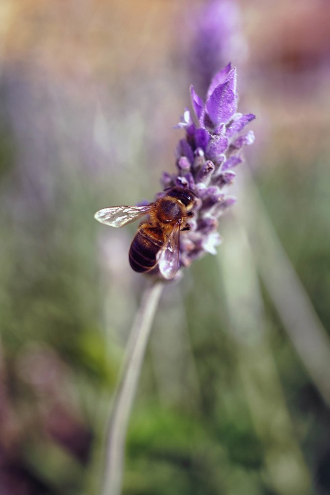 Photograph by Mário C.