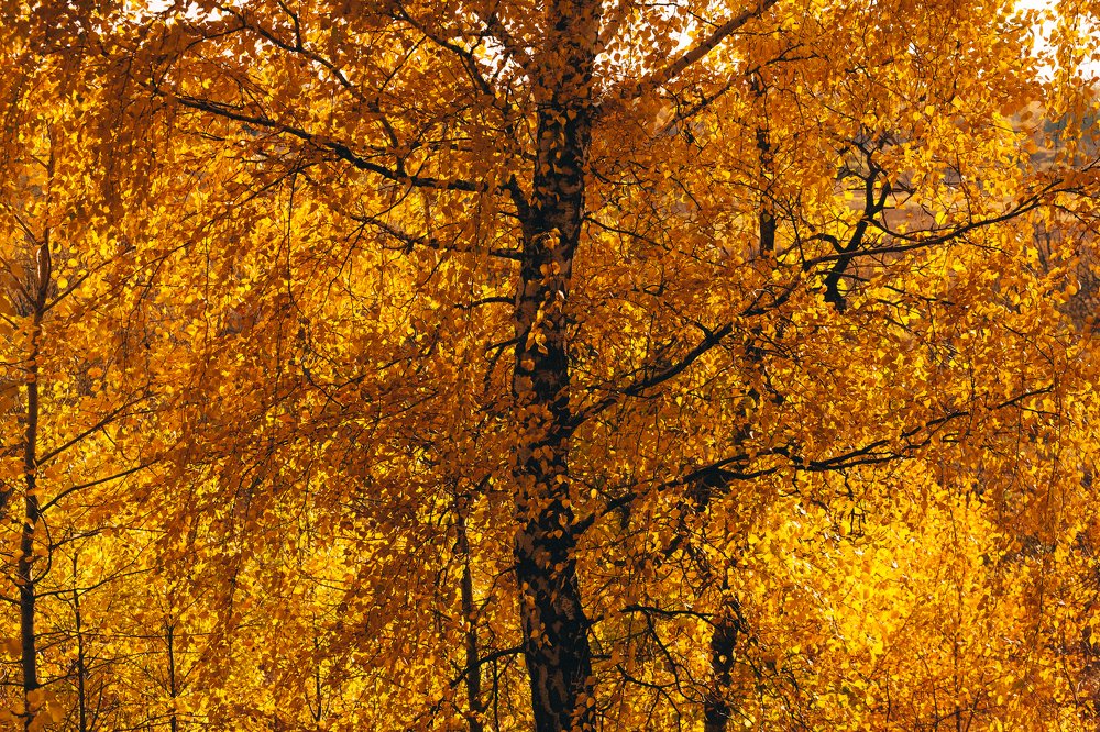 Photograph by Егор Лубягин