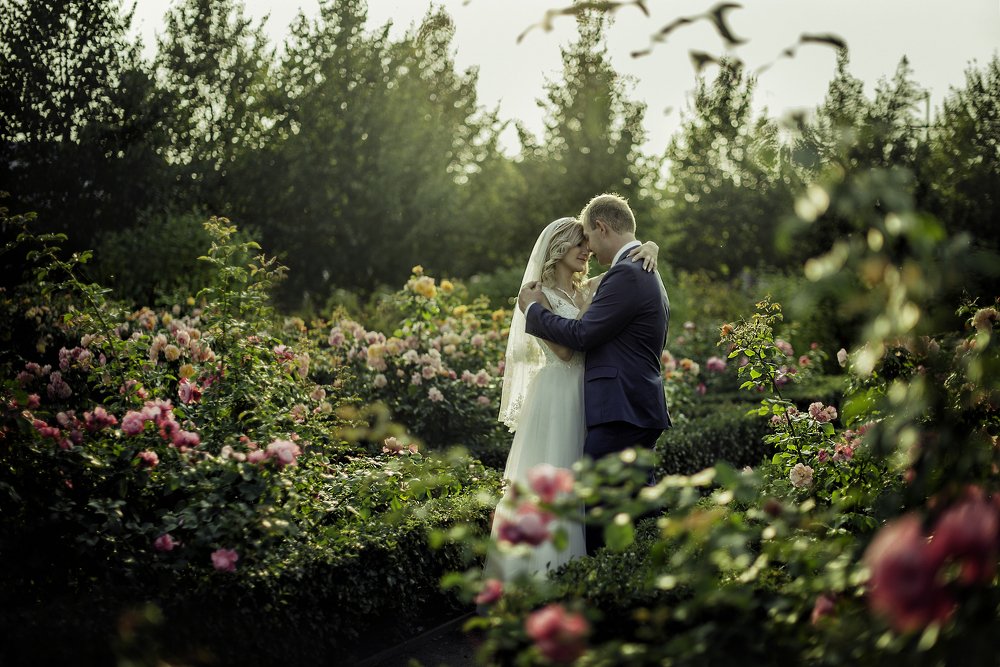 Розы и закат