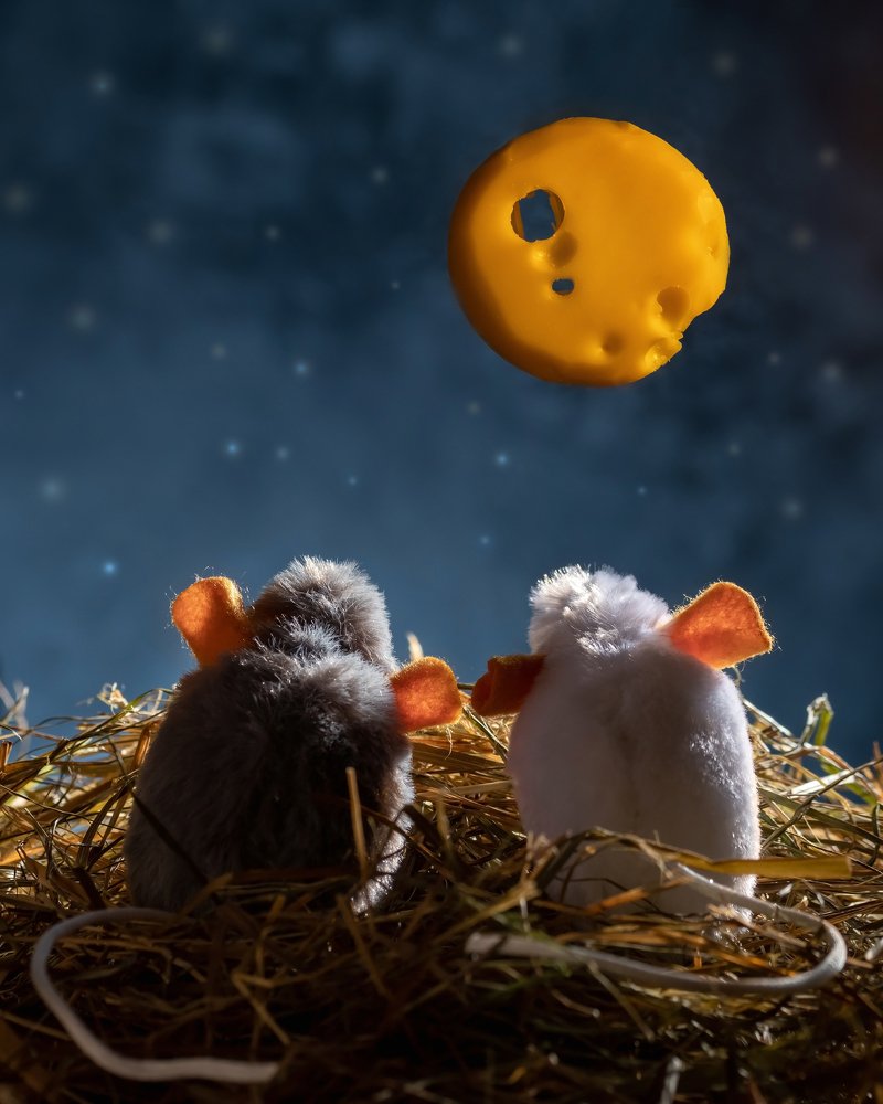 Photograph by Madeleine Steinbach