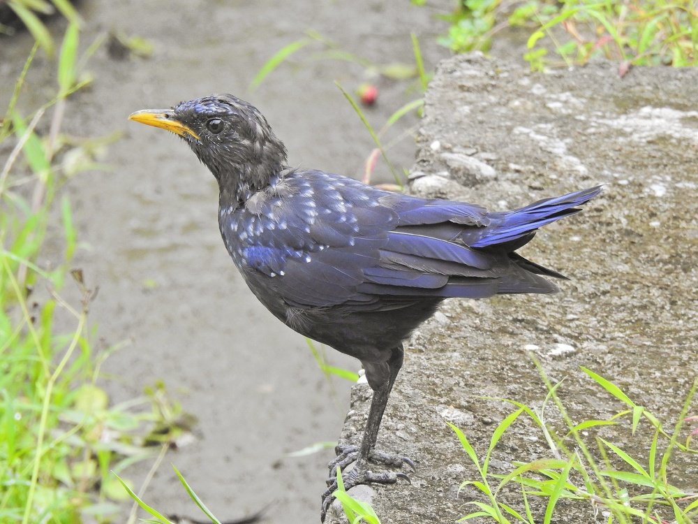 Whistling thrush aka Kalchura in local language