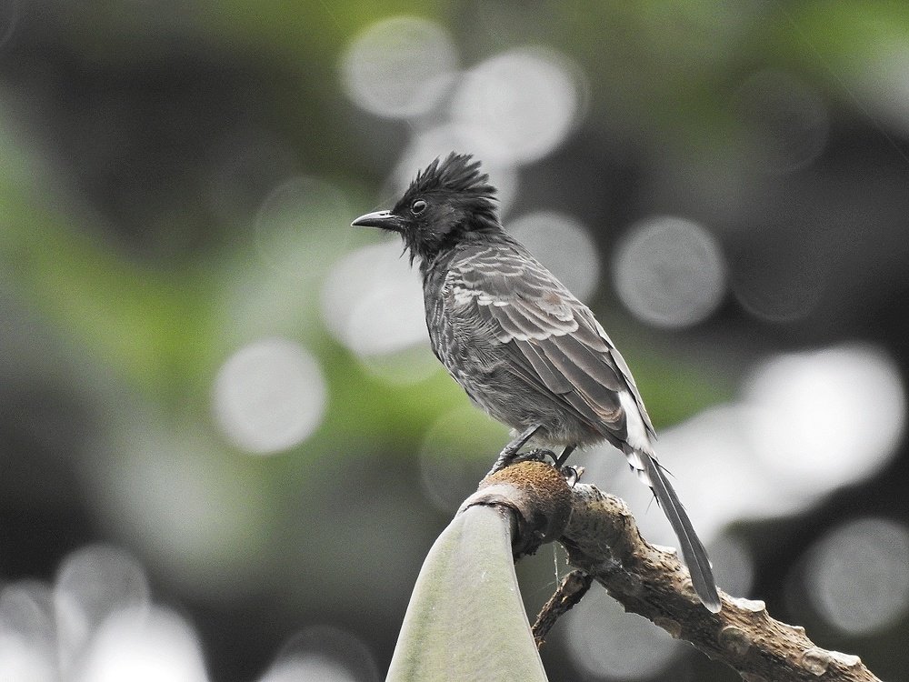 Bulbul@Jureli