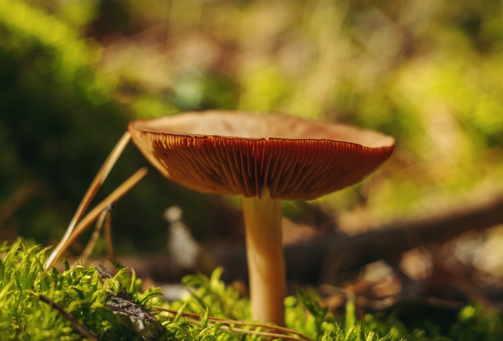 Photograph by Алексей