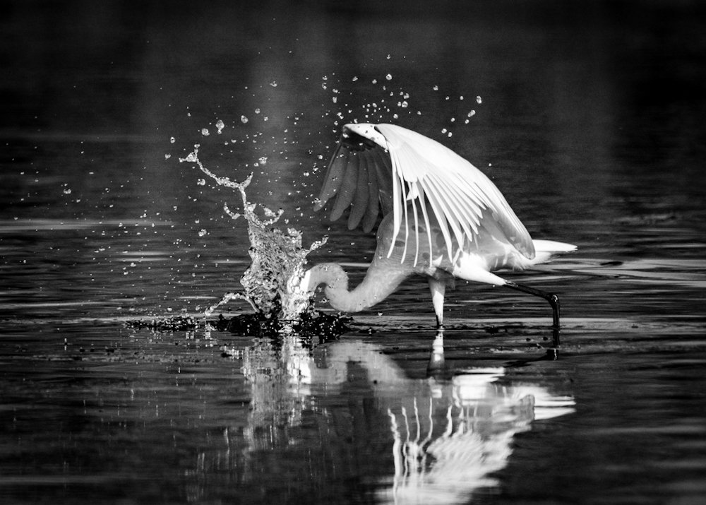 Splash before the catch