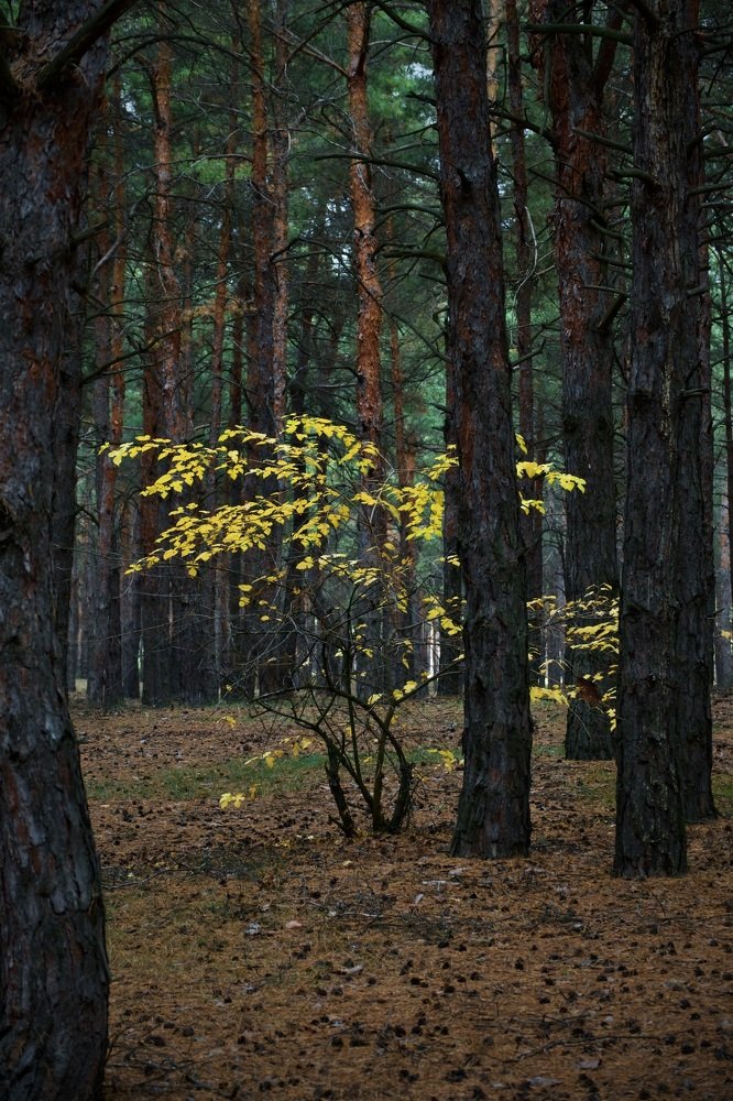 Photograph by Наталья Пирогова