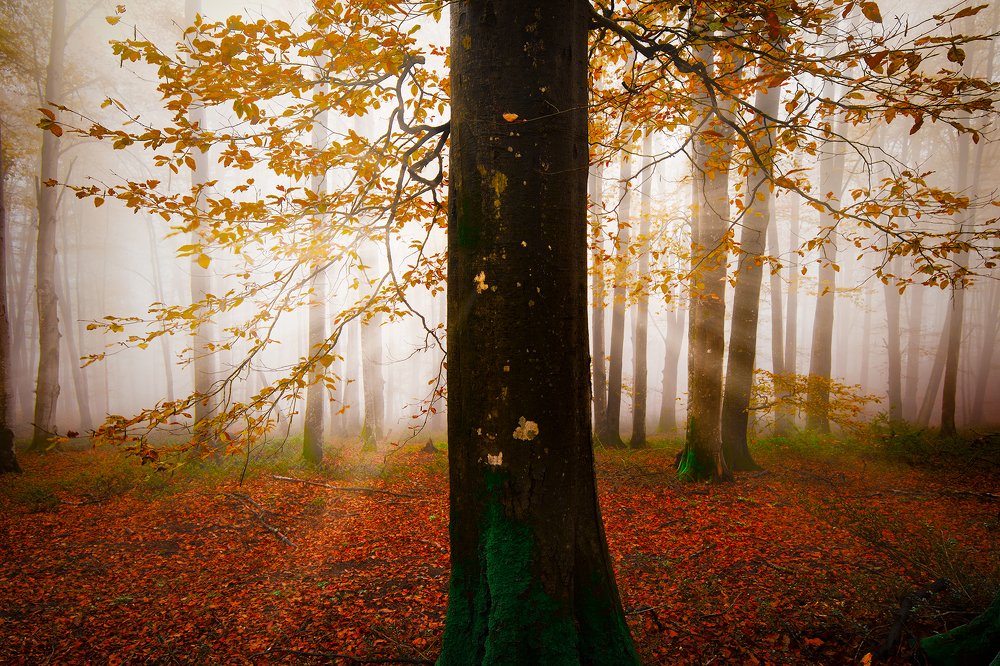 Photograph by Mahdi Sedaghi