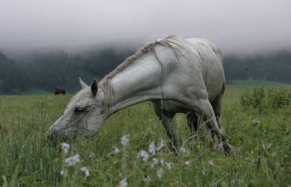 Среди трав луговых