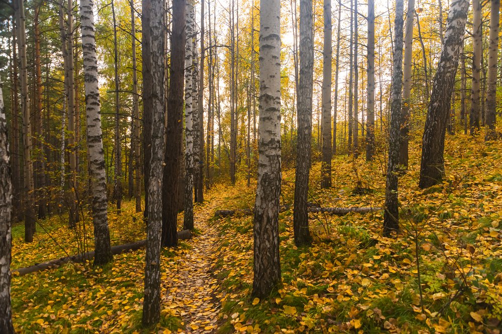 По золотой дорожке в осень.