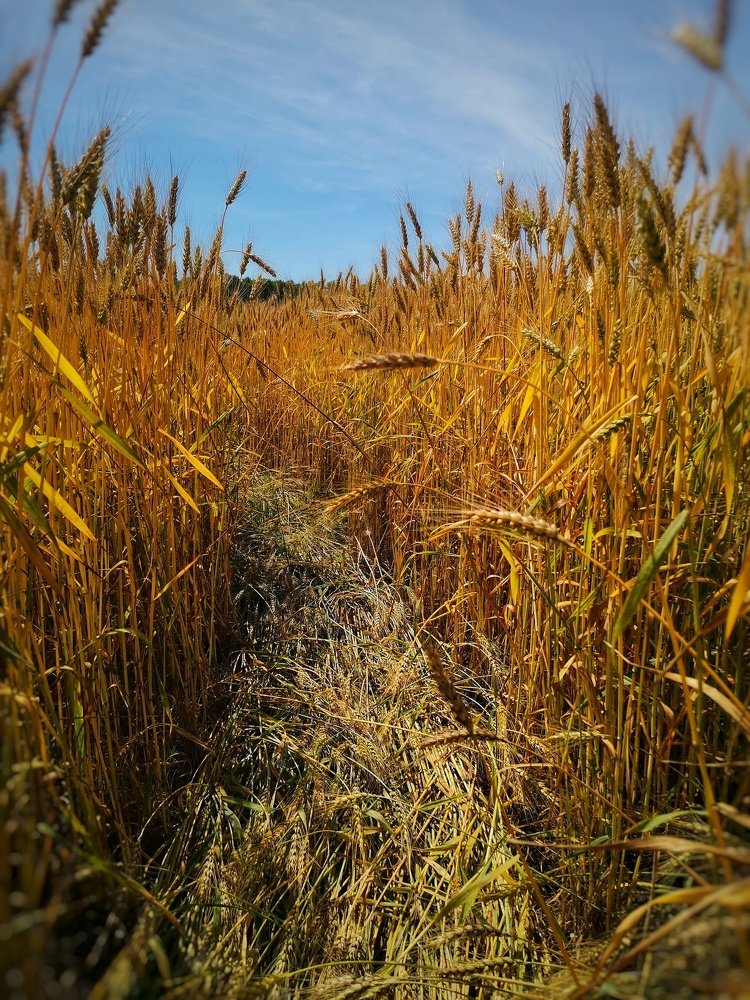 Photograph by Ольга Мажарук