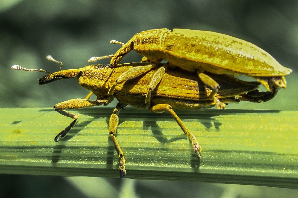 ЛЮБОВЬ НОСАТИКОВ