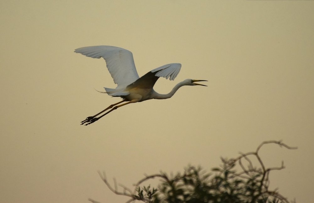 White heron