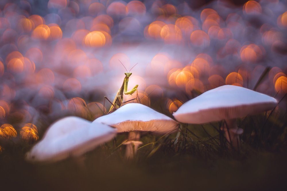 Photograph by Norbert Garaj