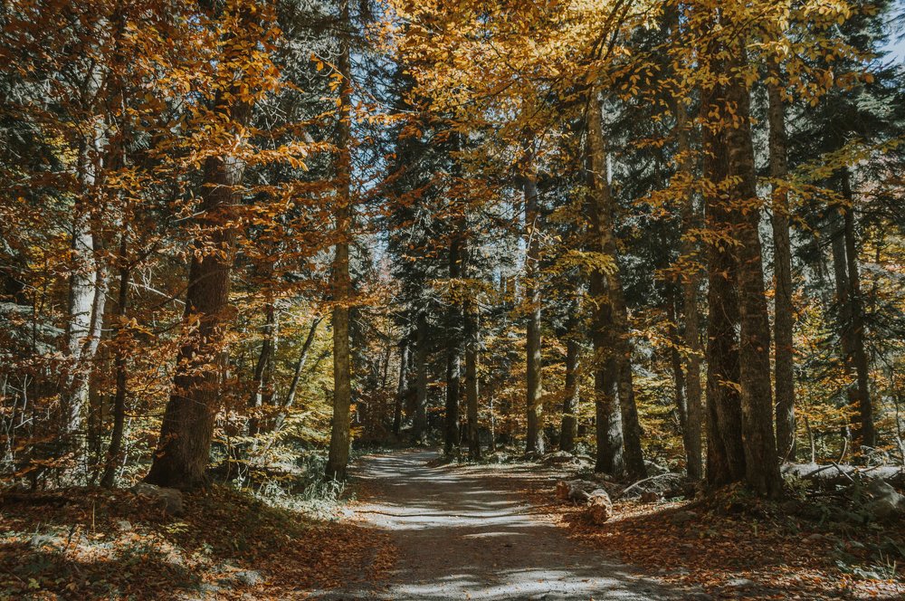 Сказочный лес