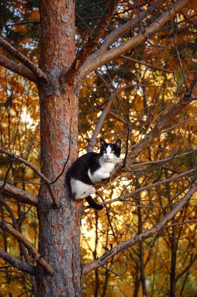 Осенние краски