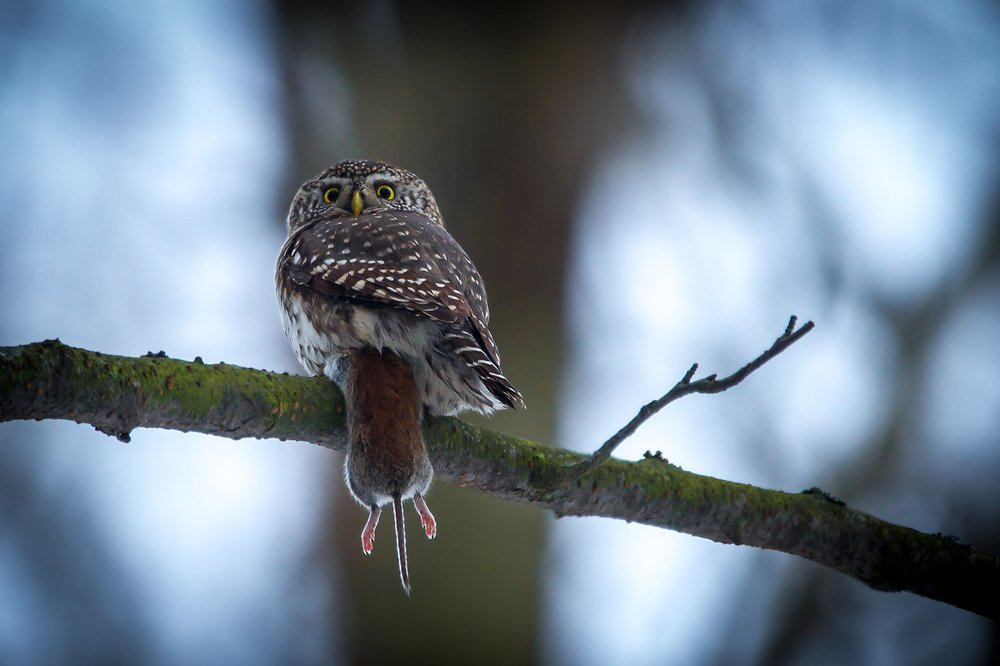 Photograph by Андрей Костромин