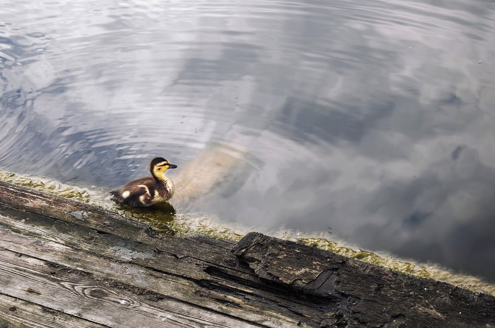 Photograph by Елизавета Аврамова