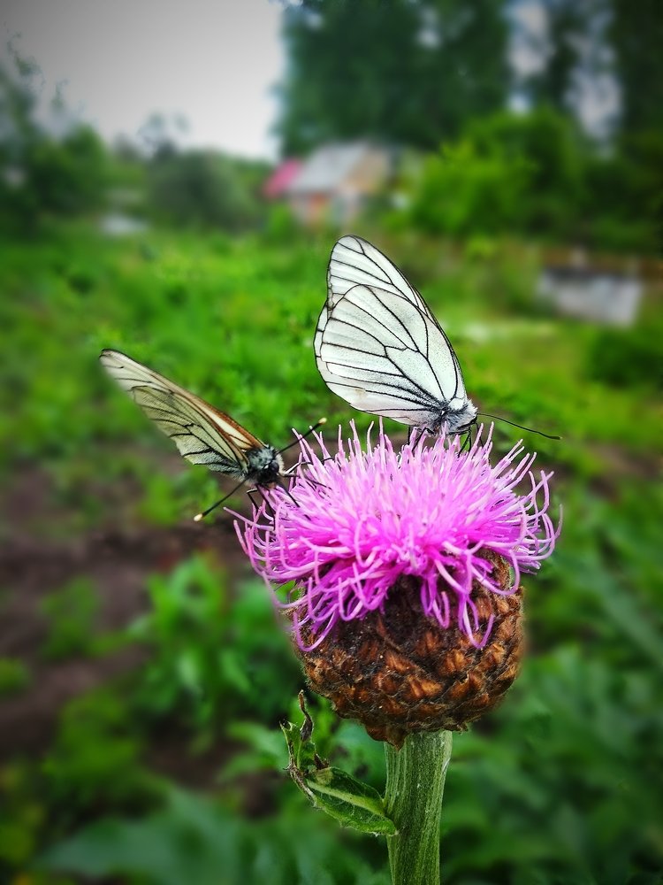 Photograph by Олеся Лосыгина