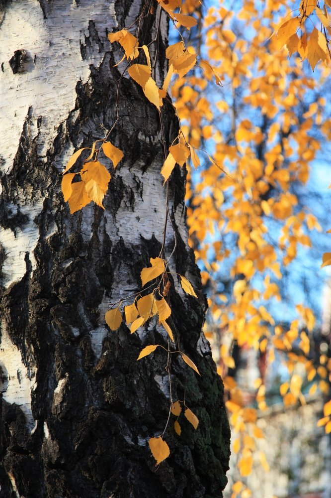 Photograph by Людмила Травина