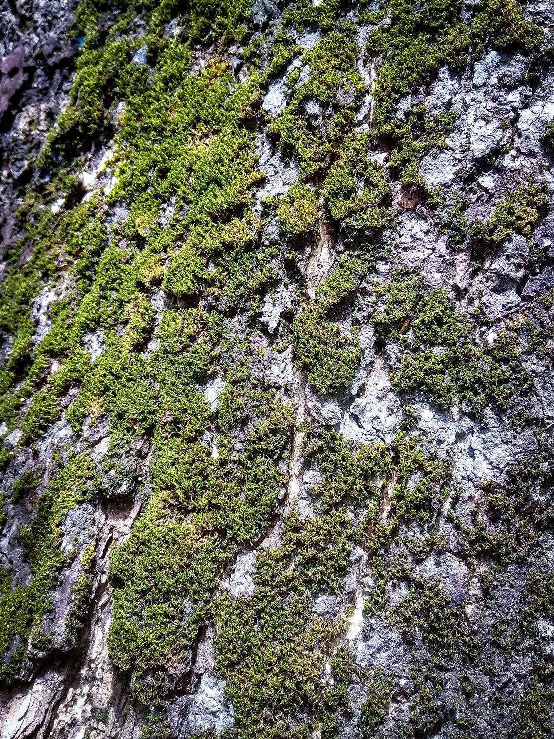 algae of life