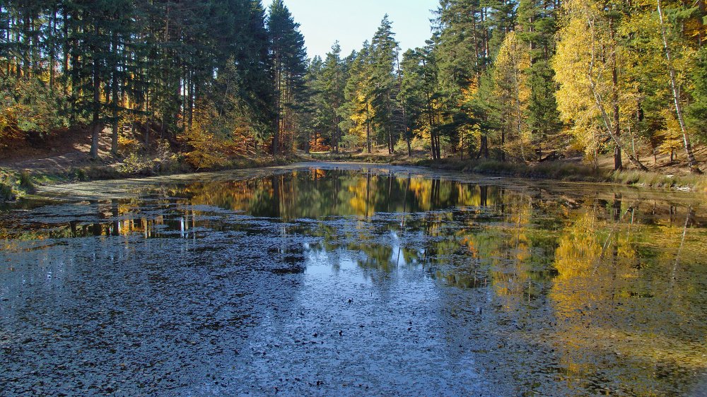 Autumn Morning