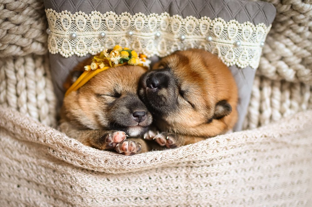 Photograph by Елена Петрова