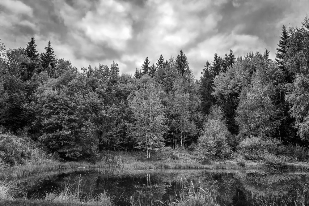 лесное озеро forest lake