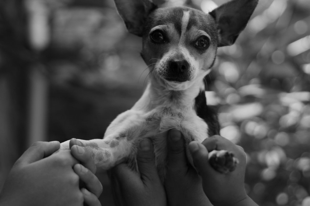 Nuestro pequeño amigo