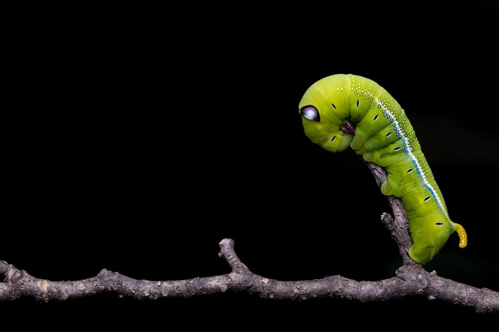 Oleander Hawk Moth Caterpillar