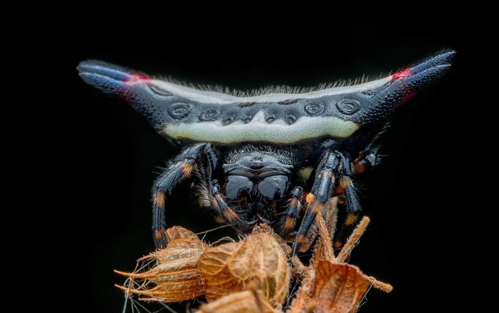 Oriental Spiny Orb-Weaver Spider
