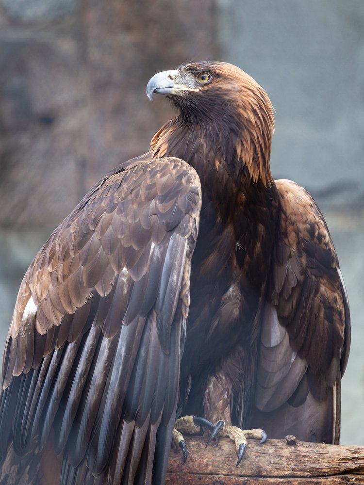 Пристальный взгляд орла-беркута