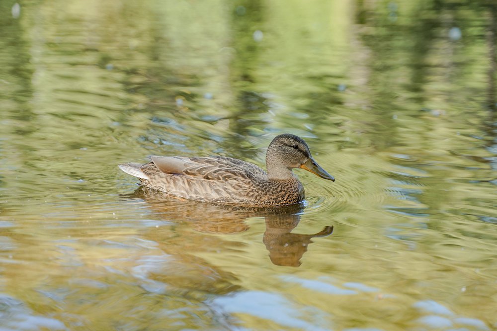 Photograph by Владимир Толстолетов