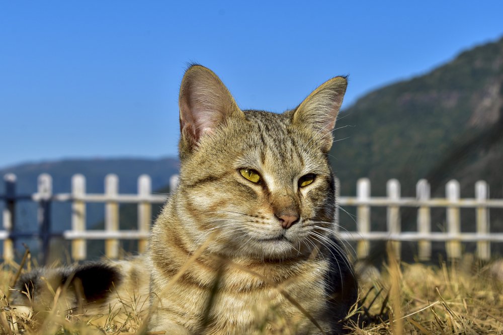 Photograph by Bishnu Goenka