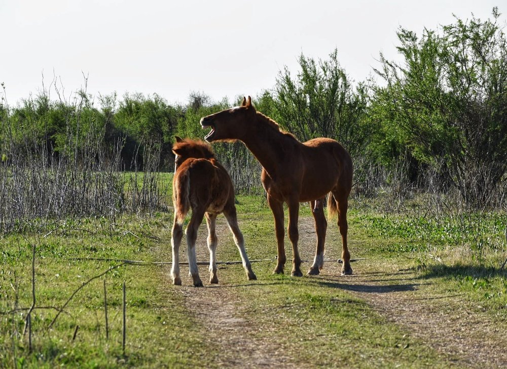 Horses in the field