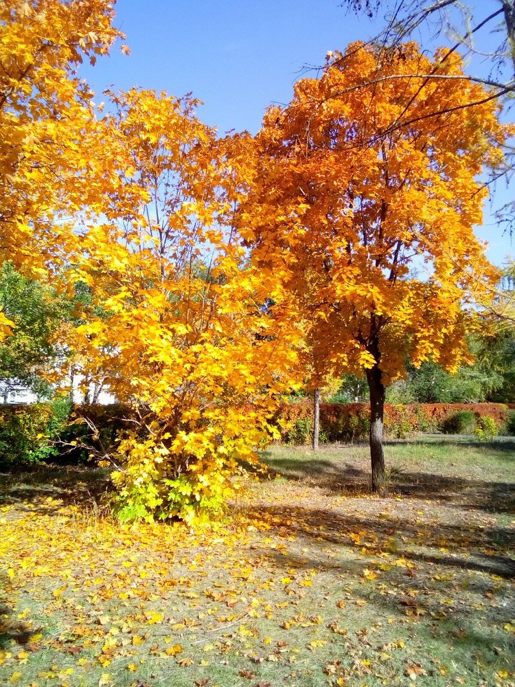 Photograph by Марина Комина