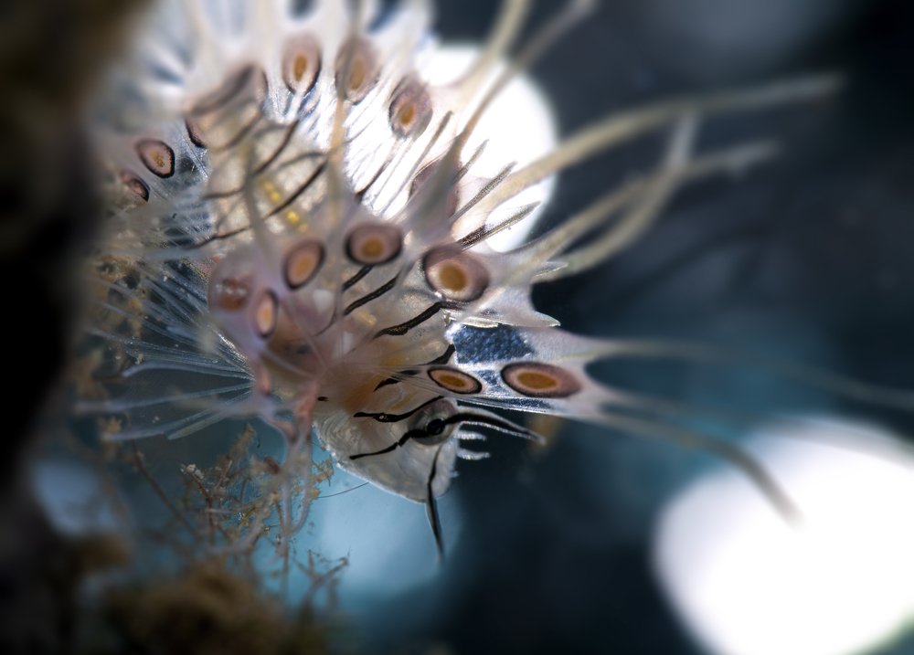 Photograph by Юрий Перевозников