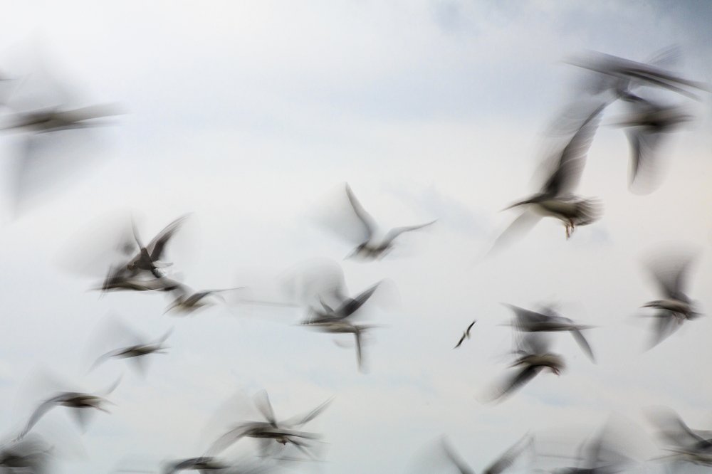 Photograph by Chia Hasankhali