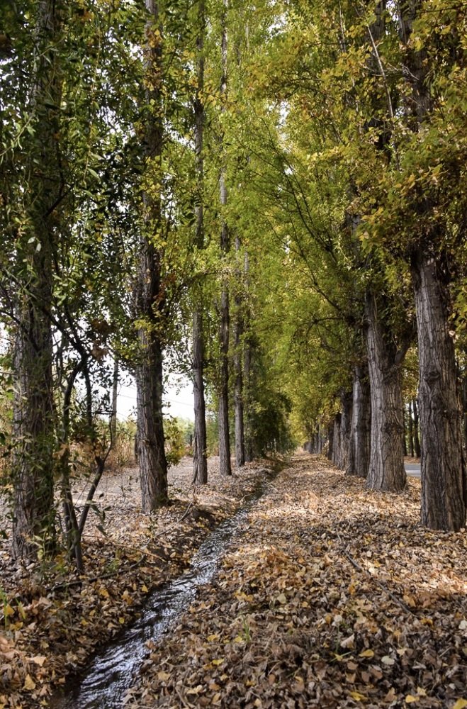 Fall in the Lake District of southern Chile