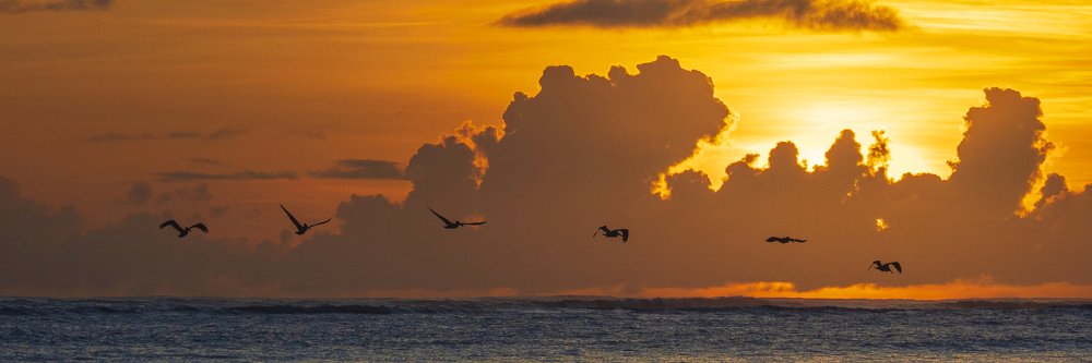 Утренняя охота. A group of frigate birds on a morning hunt.