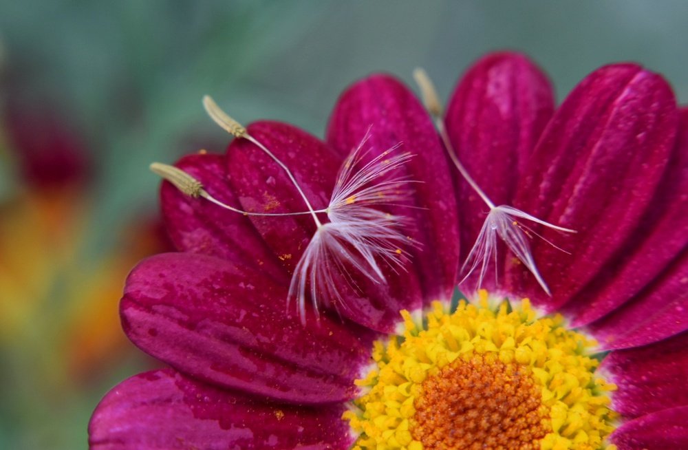 Photograph by Daniela