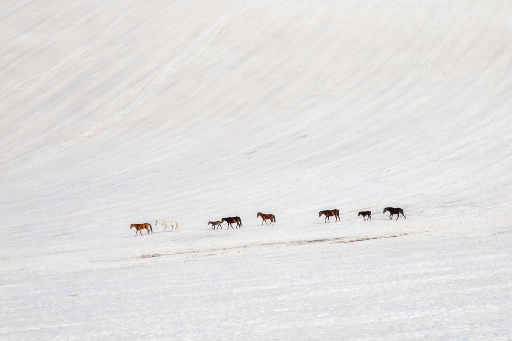 Photograph by Chia Hasankhali