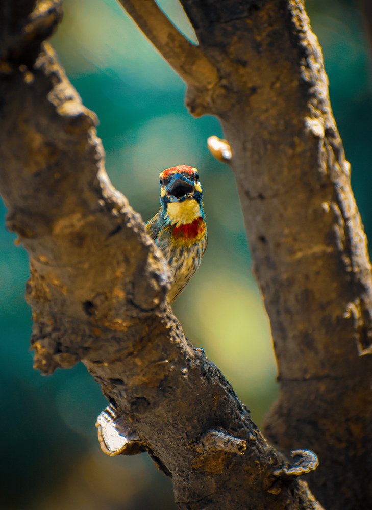 Photograph by Shariful Islam Rishad