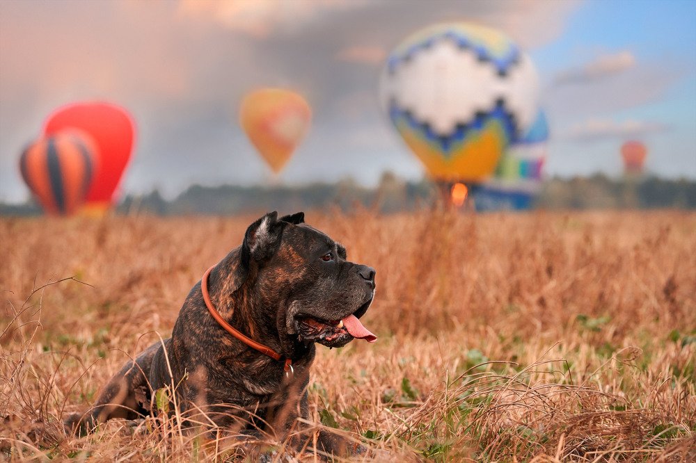 Photograph by Оксана Сироштан